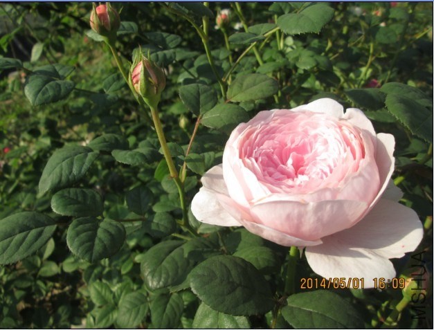 QQͼƬ20140501174149.jpg