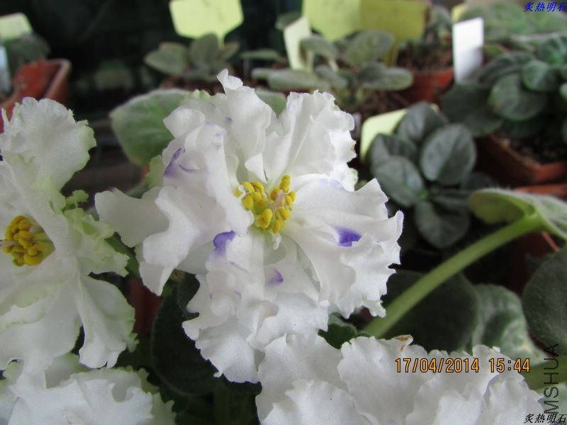 IMG_6376_nEO_IMG.jpg
