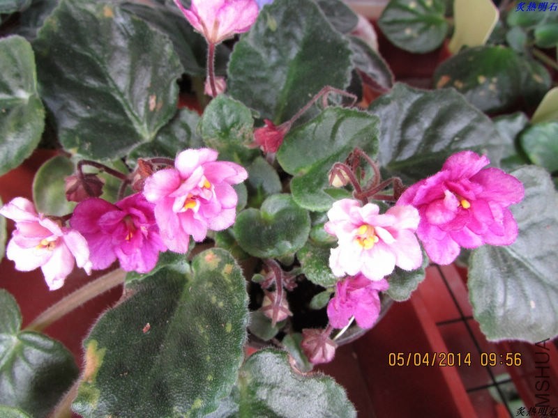 IMG_5468_nEO_IMG.jpg