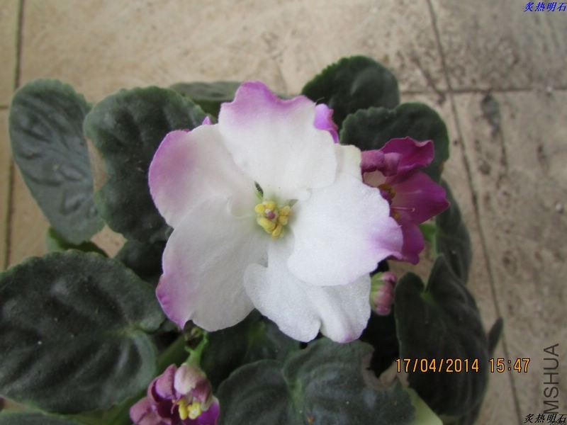 IMG_6384_nEO_IMG.jpg