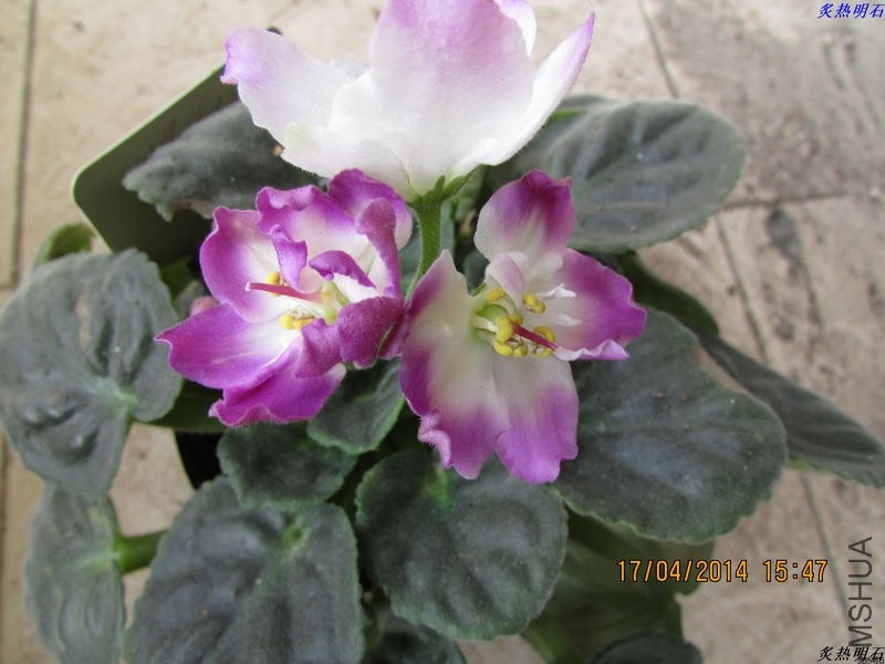 IMG_6385_nEO_IMG.jpg
