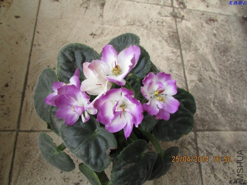 IMG_7269_nEO_IMG.jpg