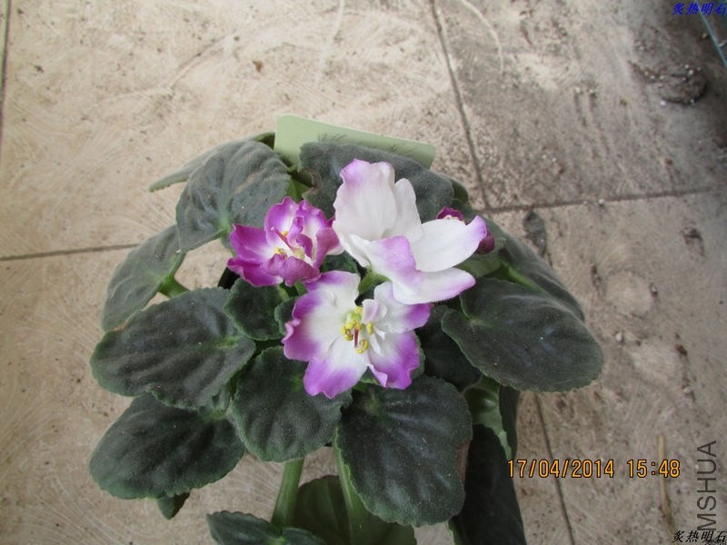 IMG_6387_nEO_IMG.jpg