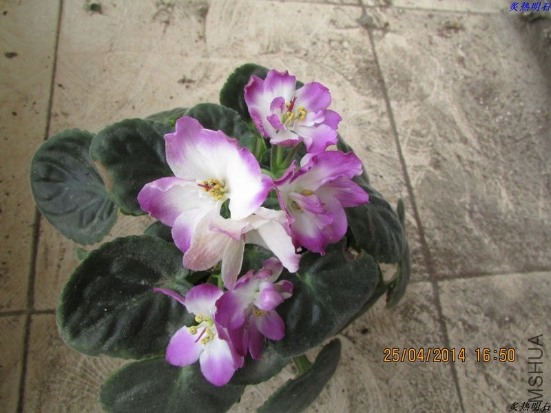 IMG_7270_nEO_IMG.jpg