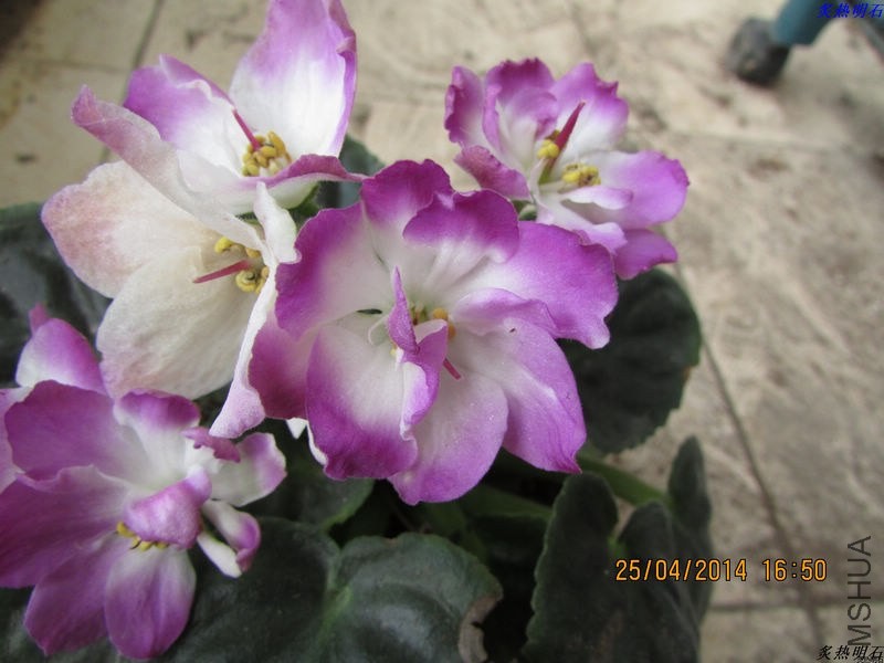 IMG_7271_nEO_IMG.jpg