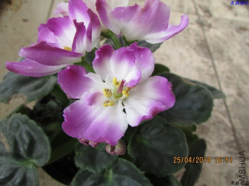 IMG_7272_nEO_IMG.jpg