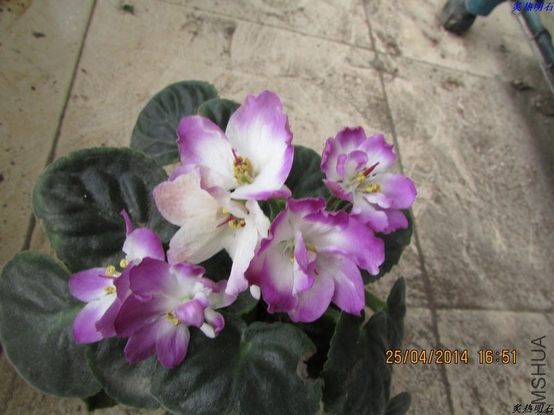 IMG_7273_nEO_IMG.jpg