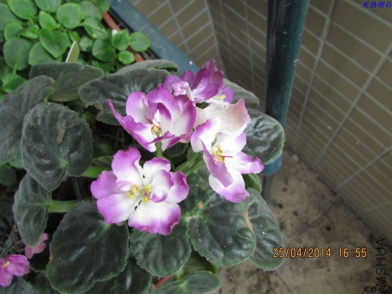 IMG_7288_nEO_IMG.jpg