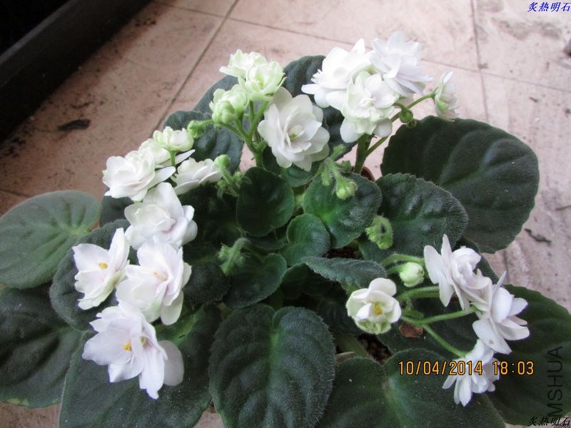 IMG_5715_nEO_IMG.jpg