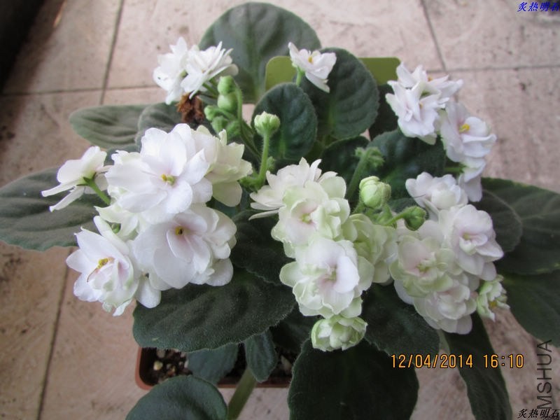 IMG_5955_nEO_IMG.jpg