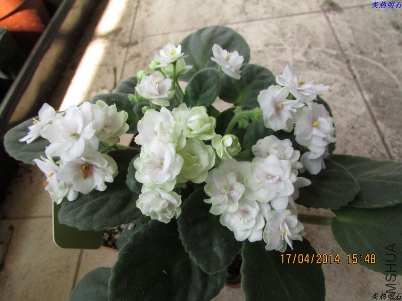 IMG_6391_nEO_IMG.jpg