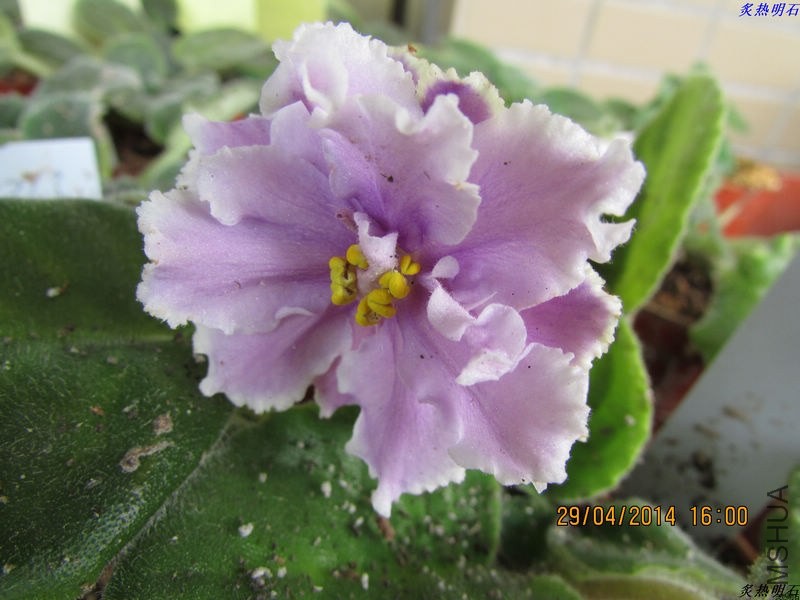 IMG_7389_nEO_IMG.jpg