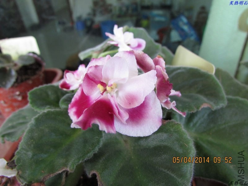 IMG_5455_nEO_IMG.jpg