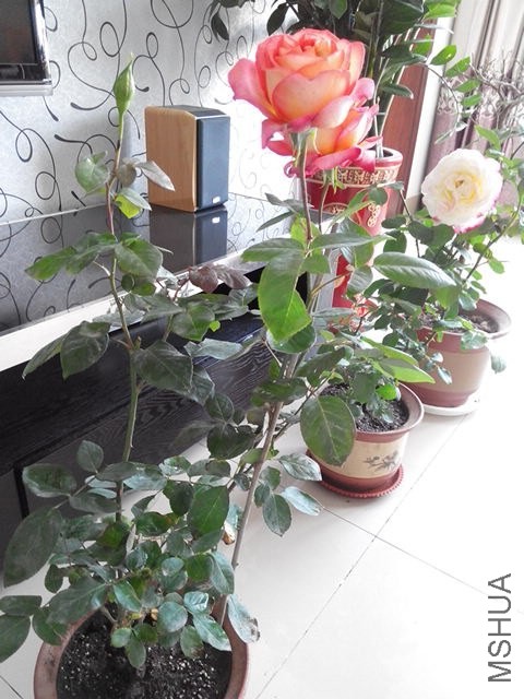IMG_20140502_084949.jpg