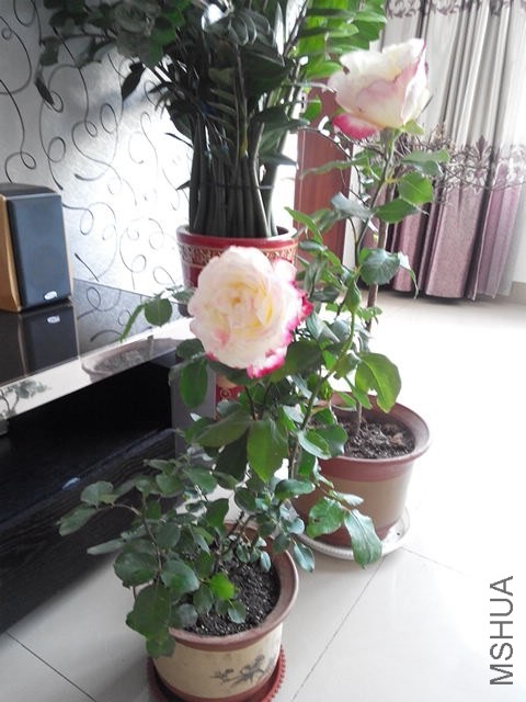 IMG_20140502_084957.jpg
