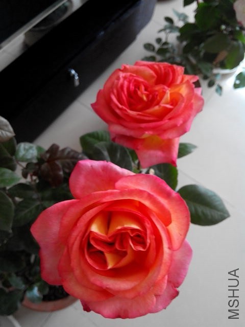 IMG_20140502_085004.jpg