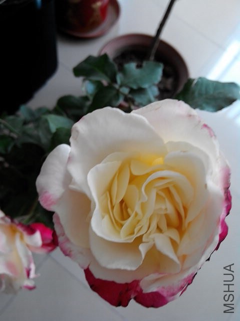 IMG_20140502_085009.jpg