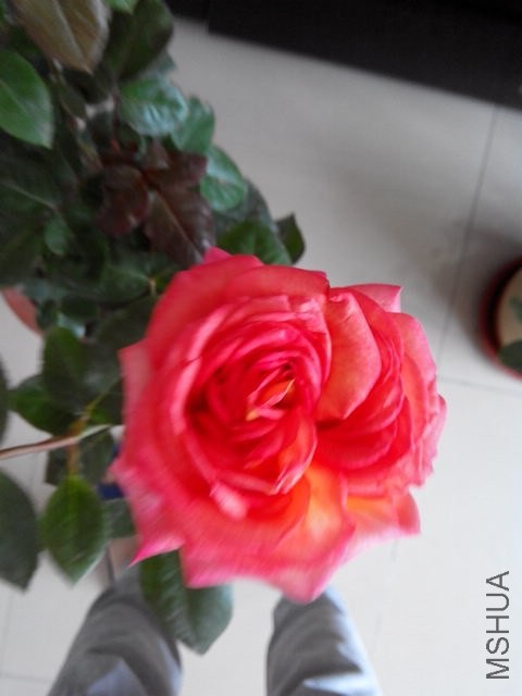 IMG_20140502_085017.jpg