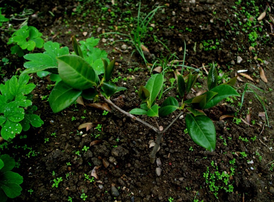 IMGP9645-1.jpg