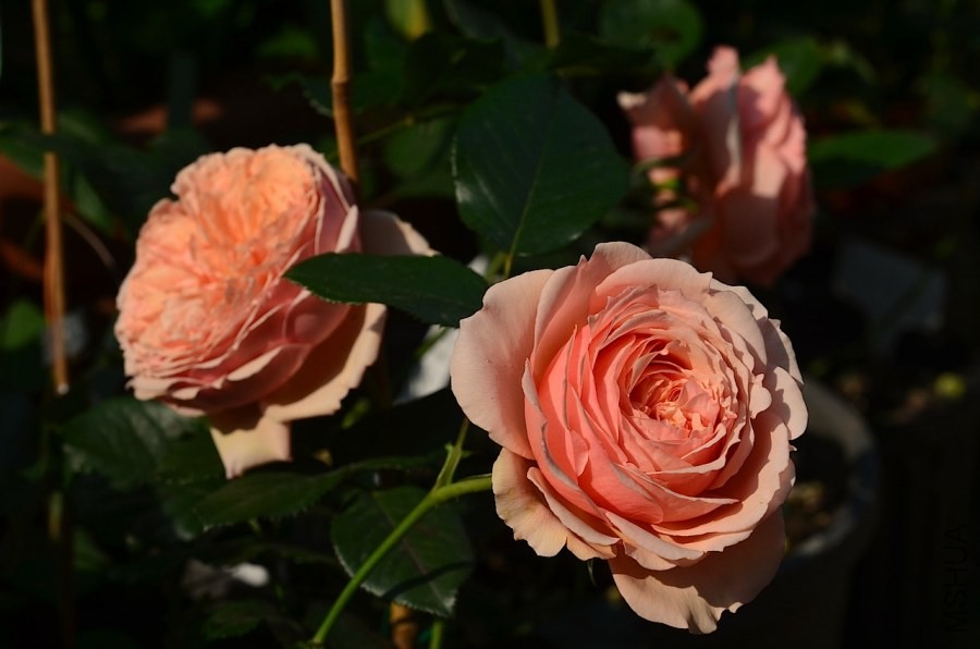 ��������20140502 001.JPG