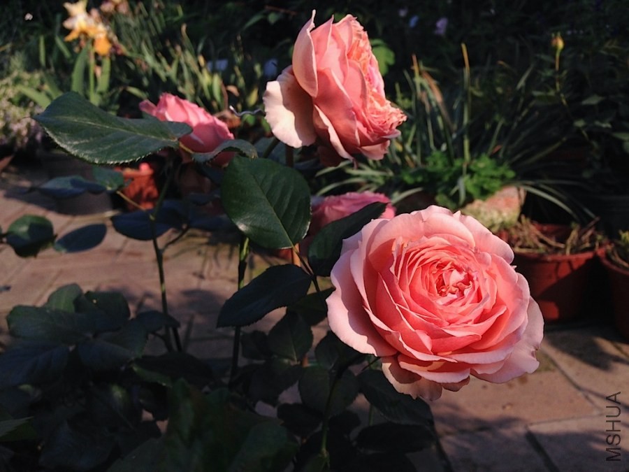 ��������20140501 002.JPG