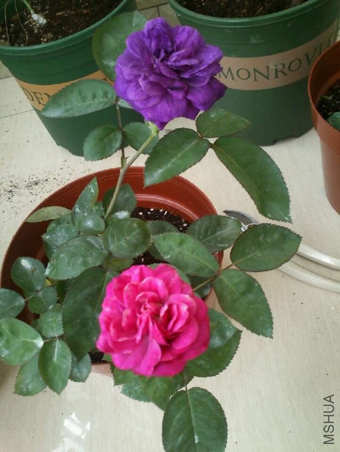 ���ٿ���ķ20140502125806.jpg
