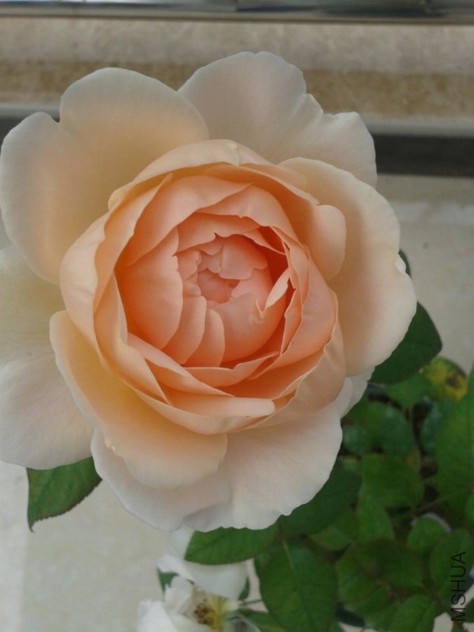 QQͼƬ20140502164623.jpg