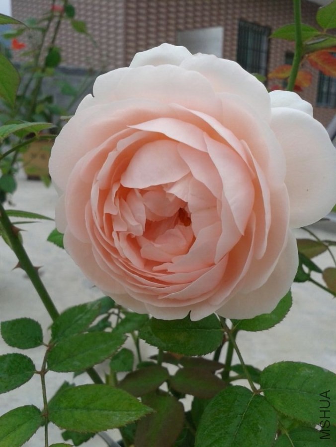 QQͼƬ20140502165422.jpg