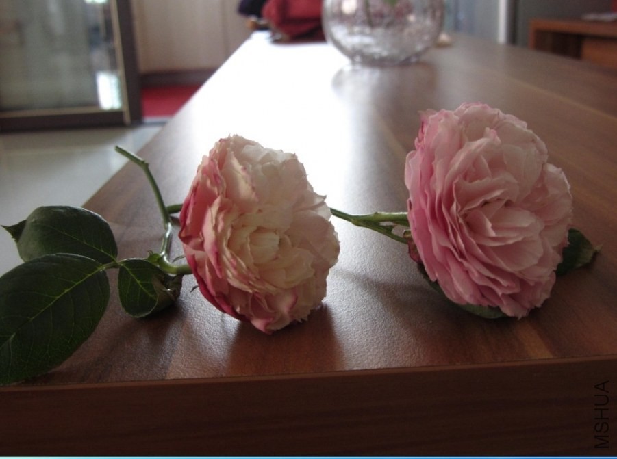 �����ľ�