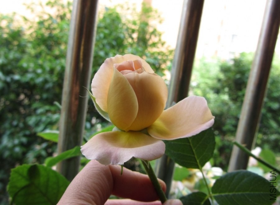 ���ǲ½����ʲô