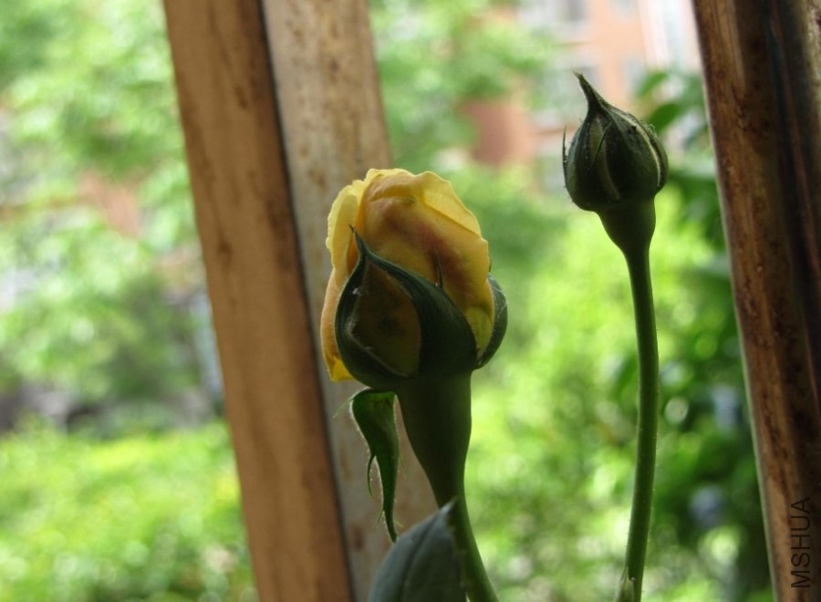 ������Ҳ�쿪�ˣ��ٺ�