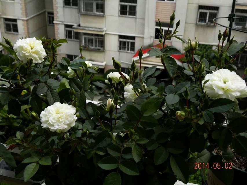 psb (3).jpg
