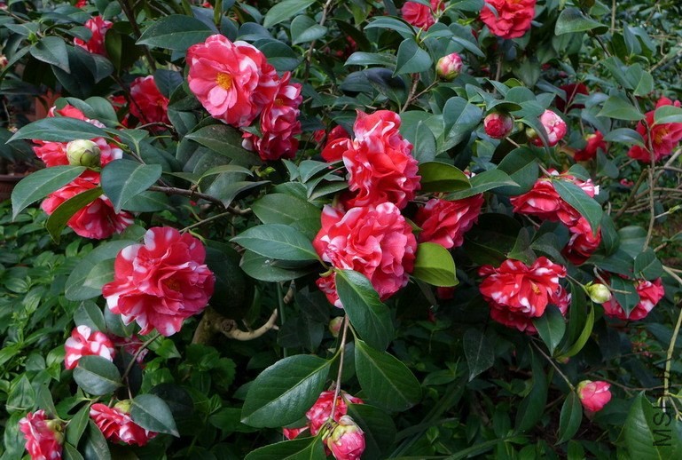 P1580963-.jpg