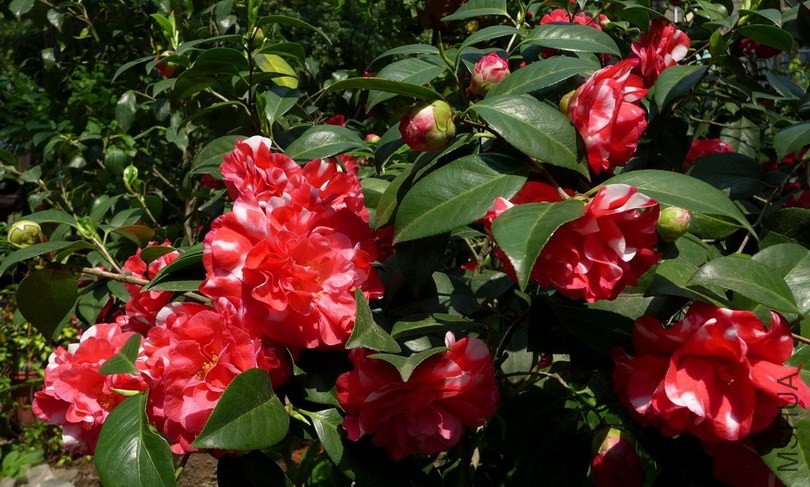 P1600047-.jpg