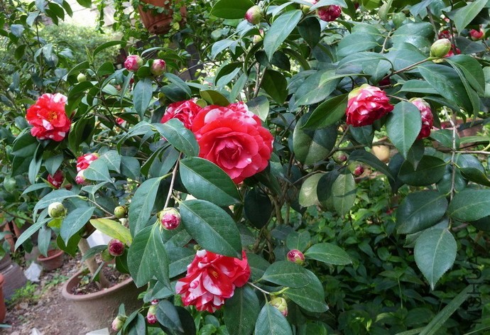 P1570472-.jpg