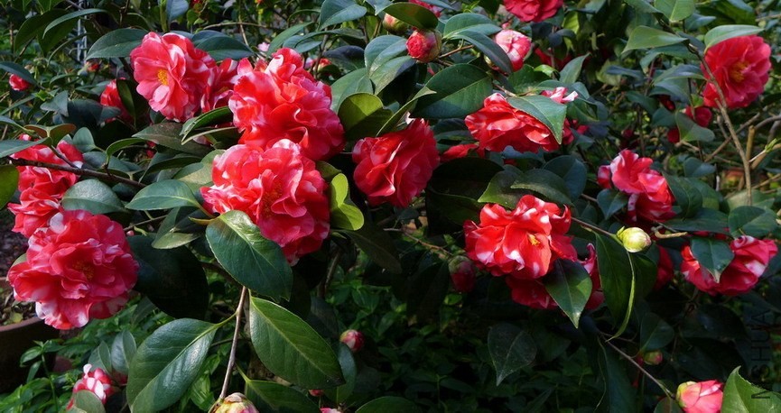 P1580968-.jpg