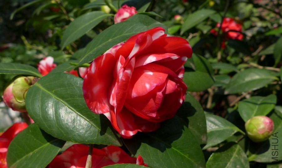 P1600048-.jpg