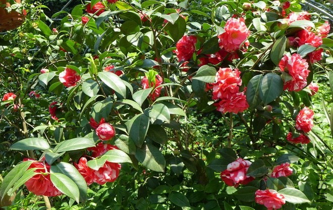 P1600253-.jpg