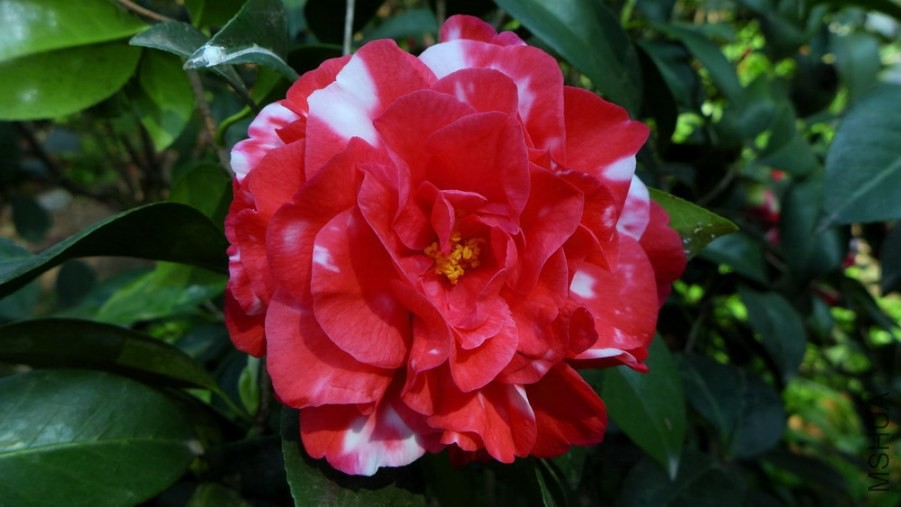 P1570491-.jpg