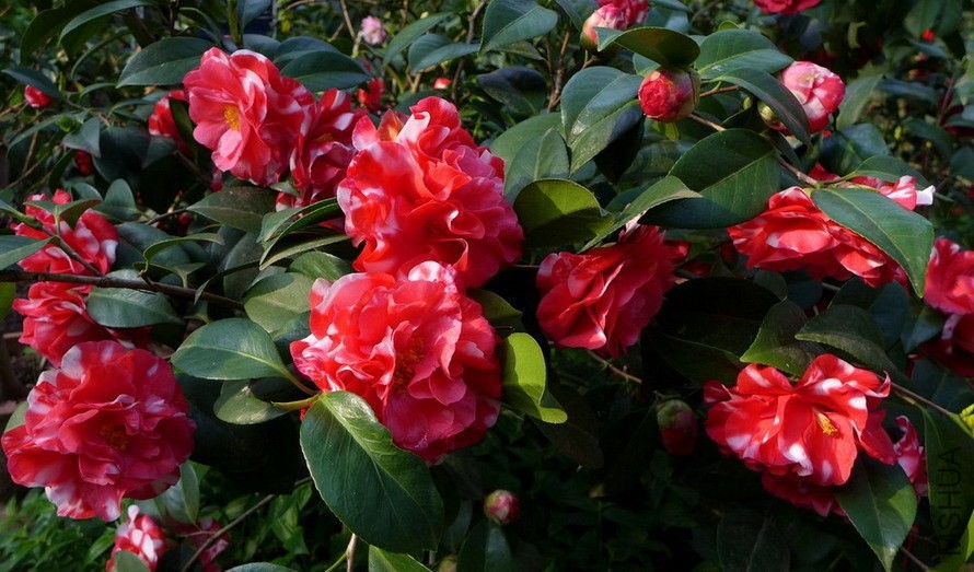 P1580967-.jpg
