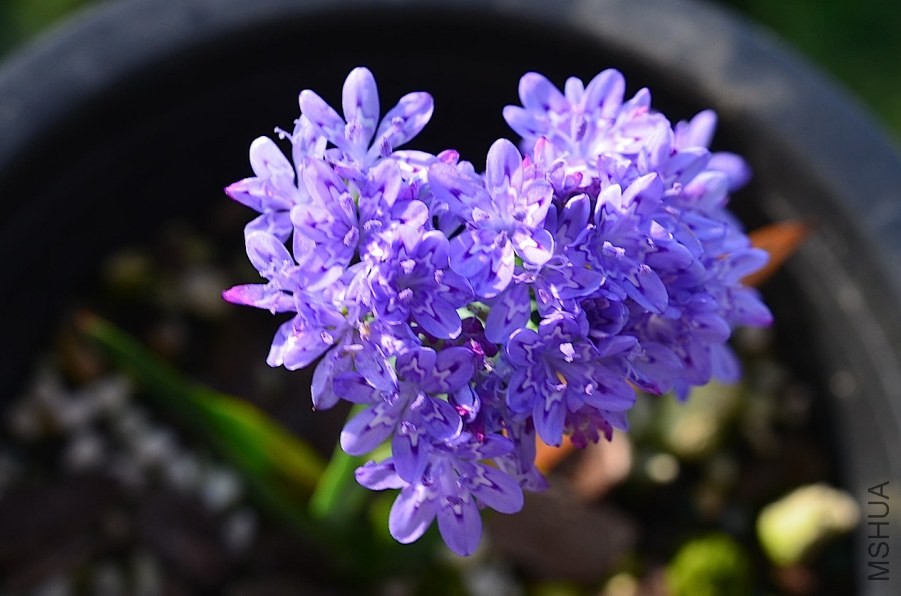 ������ lapeirousia corymbosa 20140502 001.JPG