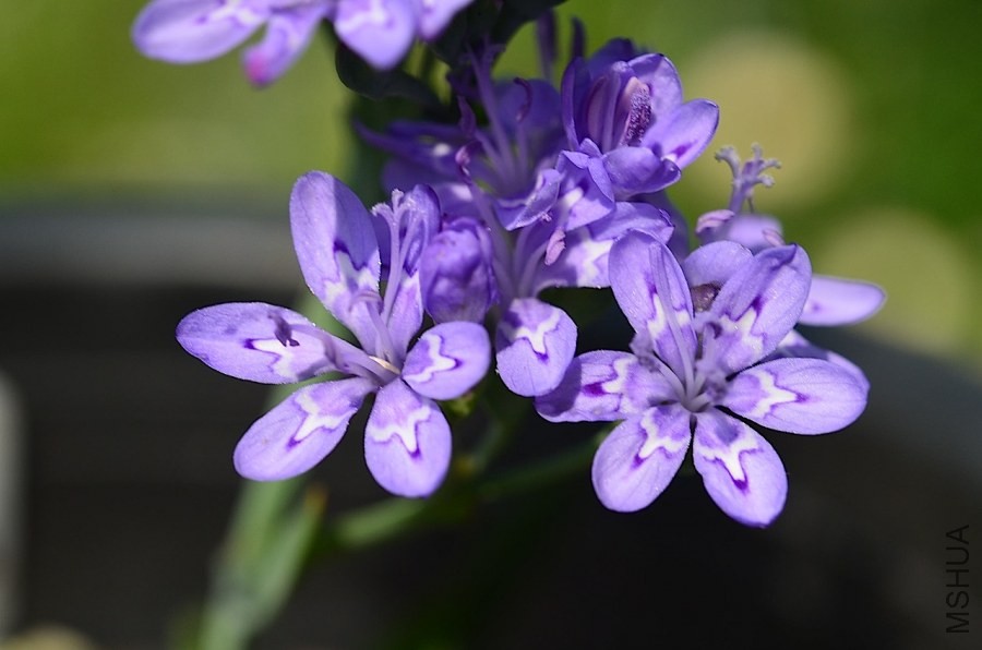 ������ lapeirousia corymbosa 20140502 003.JPG