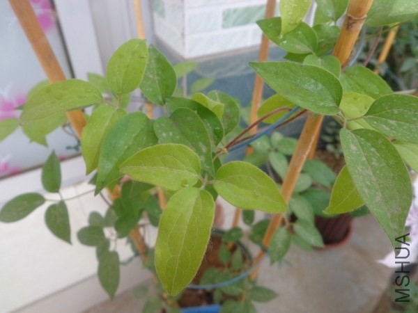 conew_dsc02258.jpg