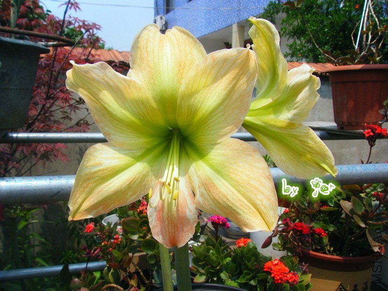 DSCF9671_����.jpg