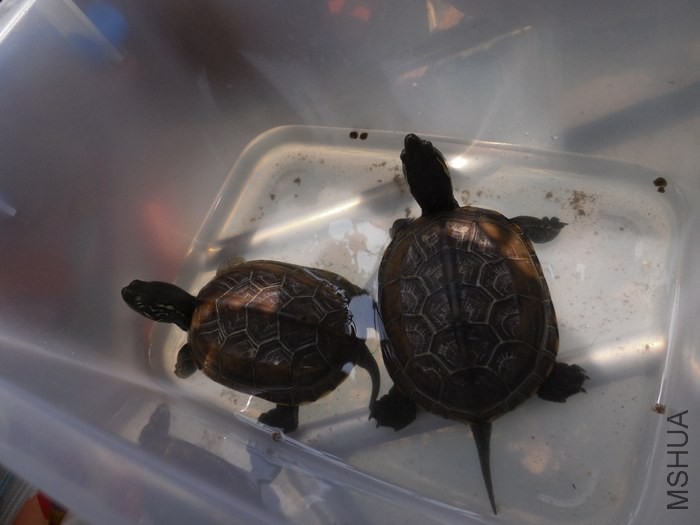 1ԪӲ����ô�������Σ����гɾ�