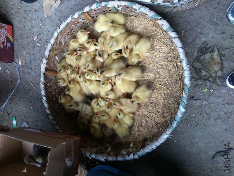 ����������С**