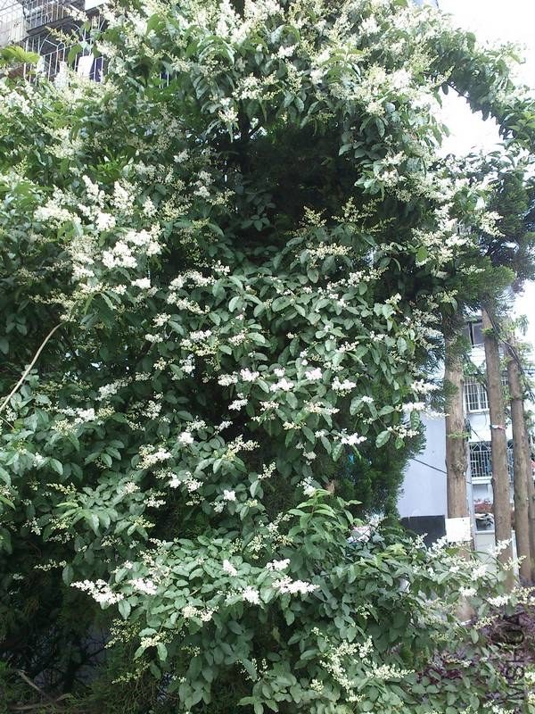 С����ģ�����