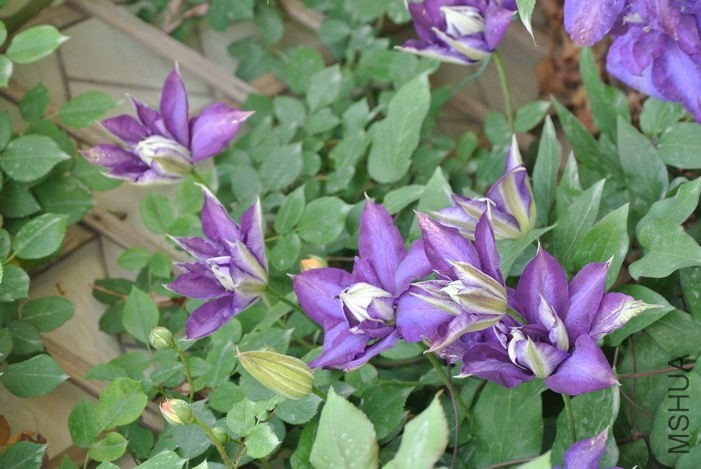 DSC_0733.jpg