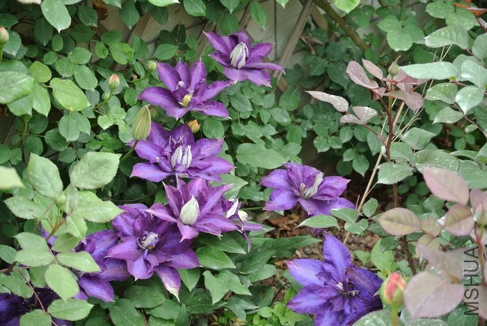 DSC_0801.jpg