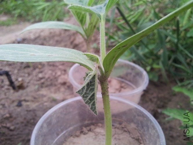 ����һ����Ҷ������